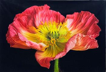 Lilli Hill: ``Großer Klatschmohn`` © Lilli Hill Lilli Hill: ``Großer Klatschmohn`` © Lilli Hill