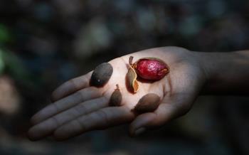 Abhijit Patil, Farmers of the forest © © Abhijit Patil, Farmers of the forest, 2024 Abhijit Patil, Farmers of the forest © © Abhijit Patil, Farmers of the forest, 2024