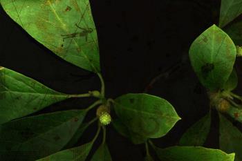 Eva-Maria Lopez, Phyto-Travellers (Magnolia, Detail 2), 2025 © © Eva-Maria Lopez Eva-Maria Lopez, Phyto-Travellers (Magnolia, Detail 2), 2025 © © Eva-Maria Lopez